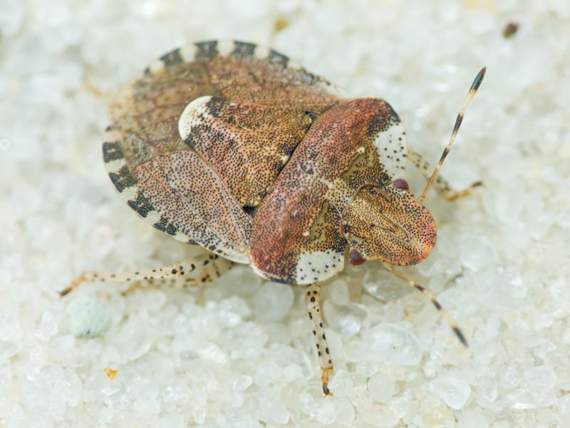 Dyroderes umbraculatus (Fabricius, 1775)